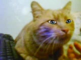 Vidéo jojo